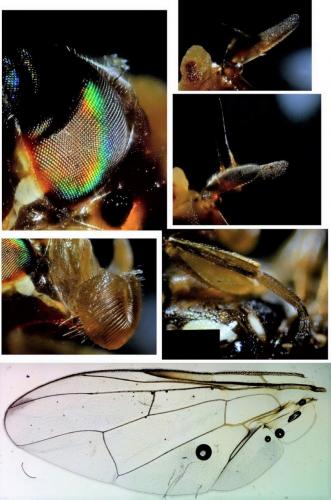 Réf. 195 455 : Bactrocera oleae